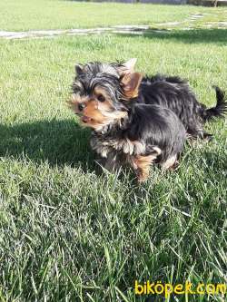 SÜPER KALİTE YORKSHIRE TERRIER YAVRULARIMIZ 3