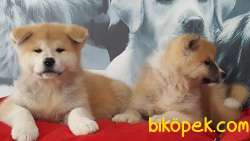 Super Kalıtede JAPON AKITA YAVRULARI (HAÇİKO) 4