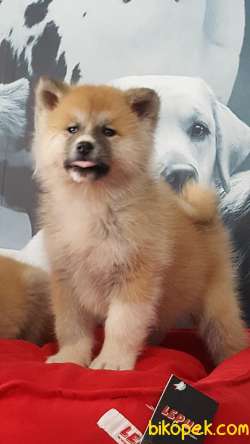 Super Kalıtede JAPON AKITA YAVRULARI (HAÇİKO) 3