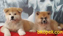 Super Kalıtede JAPON AKITA YAVRULARI (HAÇİKO) 1