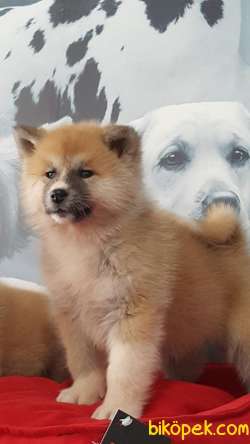 Super Kalıtede JAPON AKITA YAVRULARI (HAÇİKO) 2