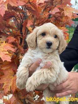 SÜPER KALİTELİ MALTİPOO YAVRULARIMIZ 3