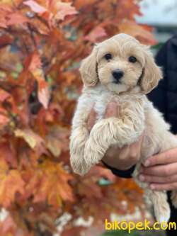SÜPER KALİTELİ MALTİPOO YAVRULARIMIZ 2