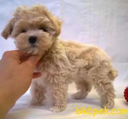 SÜPER KALİTELİ MALTİPOO YAVRULARIMIZ 1