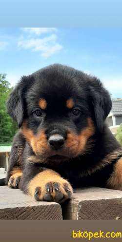 Süper Koça Kafa Rotweiller Yavruları Istanbul 3