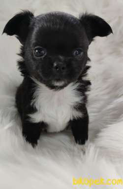 Süper Mini Chihuahua Yavrusu 2