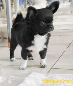 Süper Mini Chihuahua Yavrusu 1
