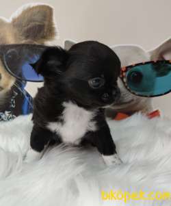 Süper Mini Chihuahua Yavrusu 3
