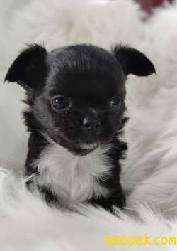 Süper Mini Chihuahua Yavrusu 4