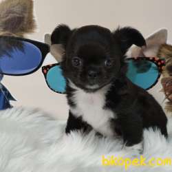 Süper Mini Chihuahua Yavrusu 5