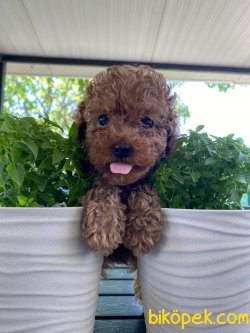 MİNİ RED OYUNCU POODLE YAVRULARIMIZ 1