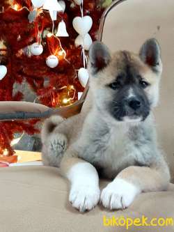 Süper Sevimli Akita Inu Yavruları Istanbul 5