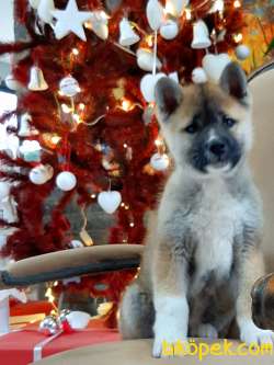 Süper Sevimli Akita Inu Yavruları Istanbul 2