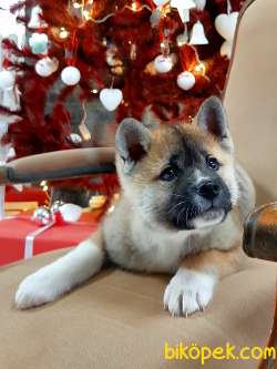 Süper Sevimli Akita Inu Yavruları Istanbul 1