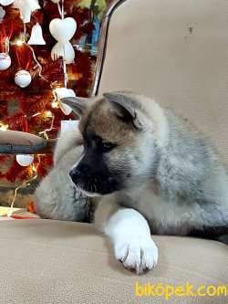 Süper Sevimli Akita Inu Yavruları Istanbul 3