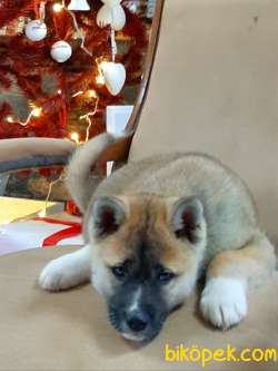 Süper Sevimli Akita Inu Yavruları Istanbul 4