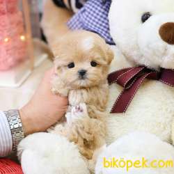 SUPER STAR MALTIPOO BEBEKLERIM 3