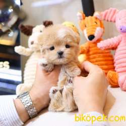 SUPER STAR MALTIPOO BEBEKLERIM 2