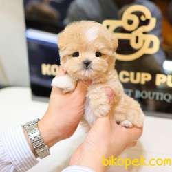 SUPER STAR MALTIPOO BEBEKLERIM