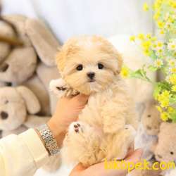 SUPER ZEKI MALTIPOO BEBEKLERIM 2