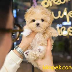SUPER ZEKI MALTIPOO BEBEKLERIM