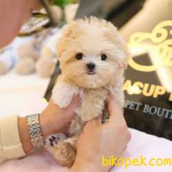 SUPER ZEKI MALTIPOO BEBEKLERIM 3