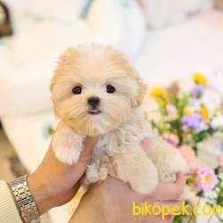 SUPER ZEKI MALTIPOO BEBEKLERIM 4
