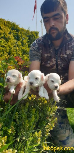 Süt Beyaz Maltese Terrier 1