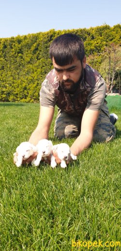 Süt Beyaz Maltese Terrier 2