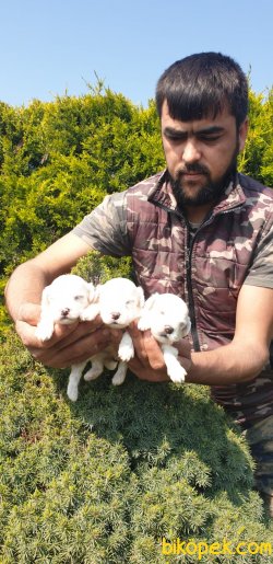 Süt Beyaz Maltese Terrier 3