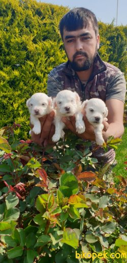 Süt Beyaz Maltese Terrier 5