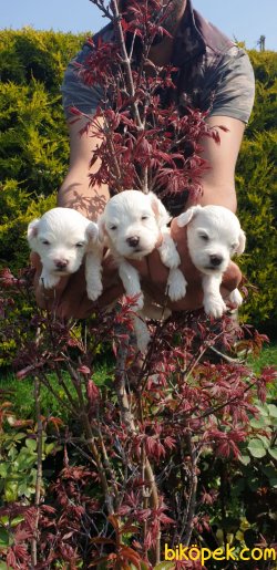 Süt Beyaz Maltese Terrier 4