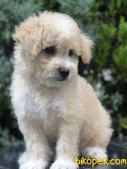 Sütlü Köpüklü Maltıpoo Yavrumuz 3