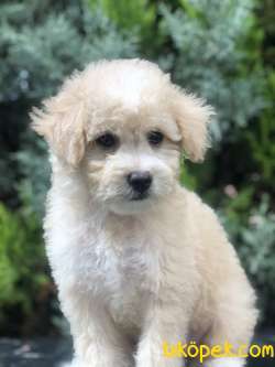 Sütlü Köpüklü Maltıpoo Yavrumuz 5