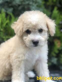 Sütlü Köpüklü Maltıpoo Yavrumuz 2
