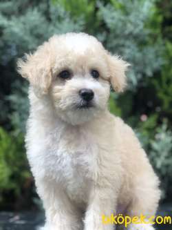 Sütlü Köpüklü Maltıpoo Yavrumuz 1