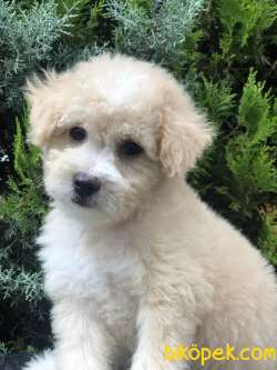 Sütlü Köpüklü Maltıpoo Yavrumuz 4