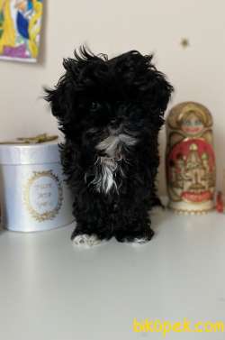 T-Cup Anne Shih Tzu Baba Secereli Poodle Chipoo 3