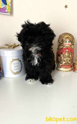 T-Cup Anne Shih Tzu Baba Secereli Poodle Chipoo 2