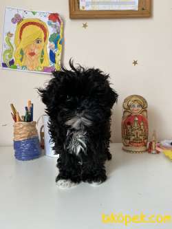 T-Cup Anne Shih Tzu Baba Secereli Poodle Chipoo 4