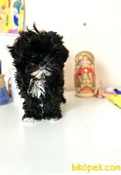 T-Cup Anne Shih Tzu Baba Secereli Poodle Chipoo 1
