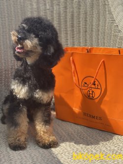 T Cup Black And Tan Erkek Poodle Köpeğimiz 4