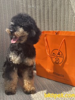T Cup Black And Tan Erkek Poodle Köpeğimiz 3