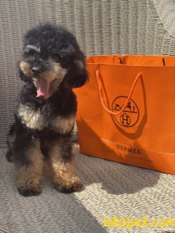 T-cup Black And Tan Nadir Renk Poodle. 2 Kg 11 Aylık 1