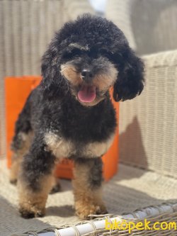 T-cup Black And Tan Nadir Renk Poodle. 2 Kg 11 Aylık 3