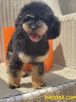 T-cup Black And Tan Nadir Renk Poodle. 2 Kg 11 Aylık 4