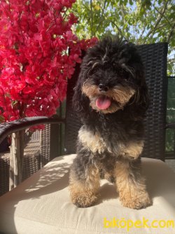 T Cup Black And Tan Poodle Üretime Uygun Erkek 1