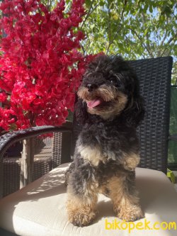 T Cup Black And Tan Poodle Üretime Uygun Erkek 2