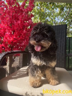 T Cup Black And Tan Poodle Üretime Uygun Erkek 3