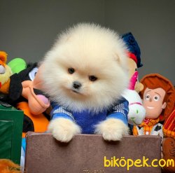 T-Cup Boy Muhteşem Pomeranian Boo Yavruları 2
